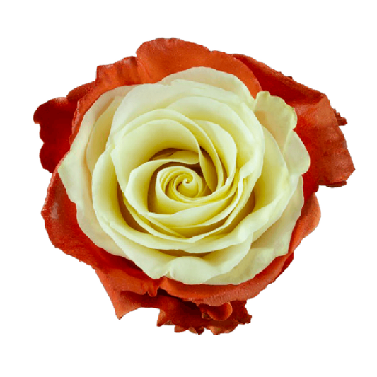 Tinted Brown Soul Roses