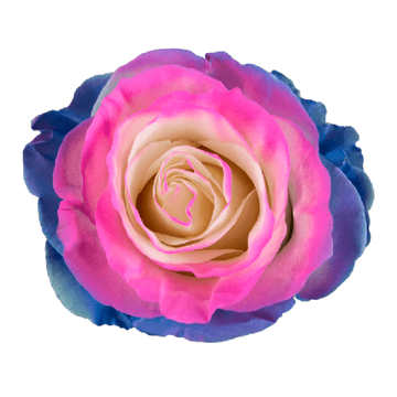 Tinted Bubble Gum Roses