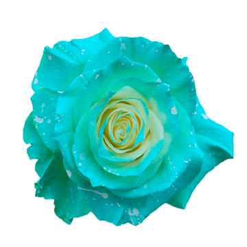 Tinted Bubble Tea Roses