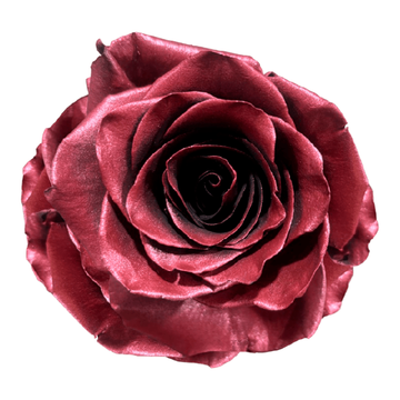 Tinted Burgun-D Roses