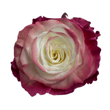 Tinted Burgundy Soul Roses