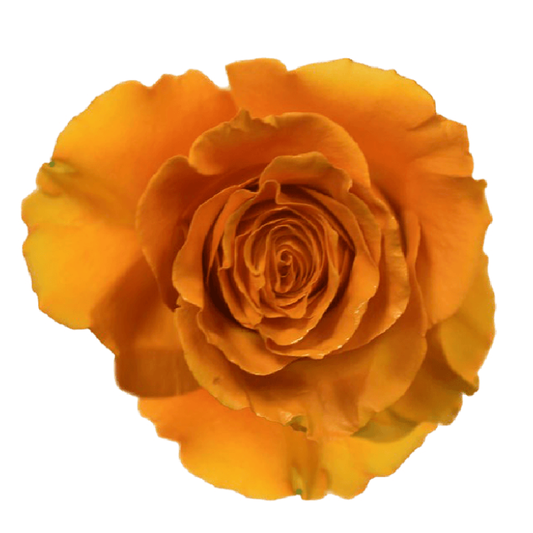 Tinted Cafecito Roses