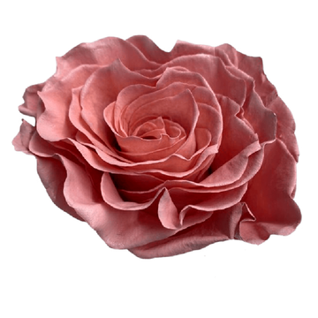 Tinted Capuccino Roses