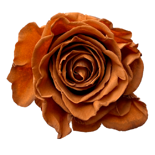 Tinted Caramel Machiato Roses