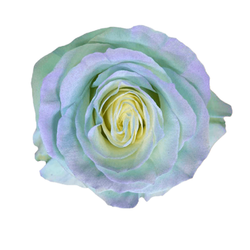 Tinted Cereza Roses