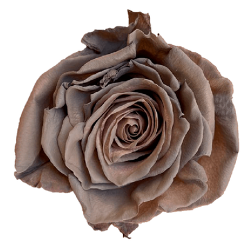 Tinted Chai Tea Roses