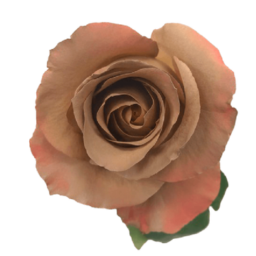 Tinted Chenoa Roses