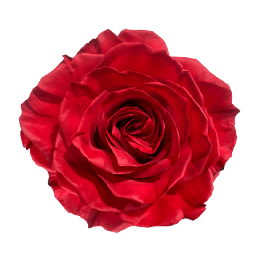 Tinto Red Roses Red Palette Tinted Roses – WholesaleRoses.com