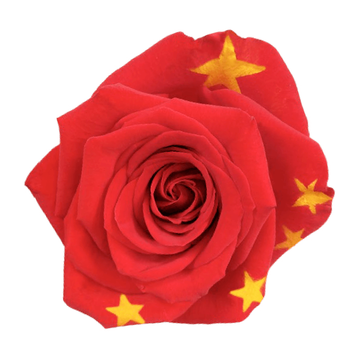 Tinted China Roses