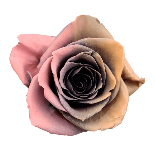 Tinted Chocofresa Roses
