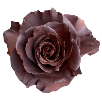 Tinted Chocolate Roses
