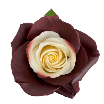Tinted Choco Bliss Roses