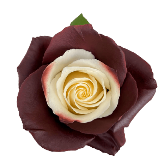 Tinted Choco Bliss Roses