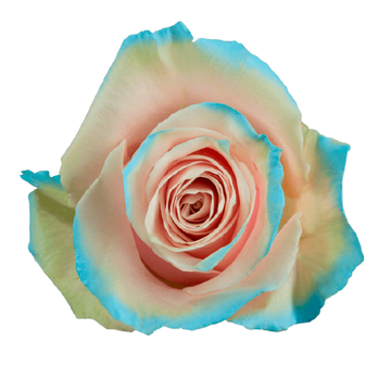 Tinted Cinderella Roses