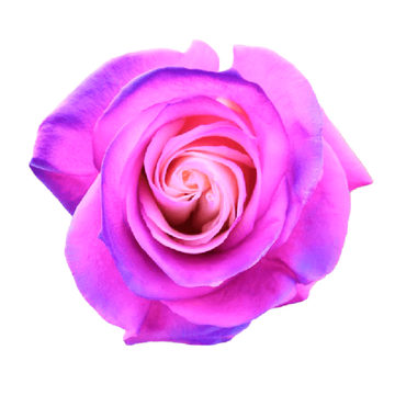 Tinted Circus Roses