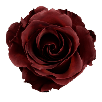 Tinted Coffee Whisper Roses