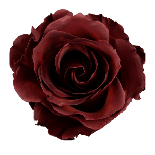 Tinted Coffee Whisper Roses