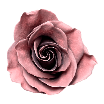 Tinted Cookie Roses