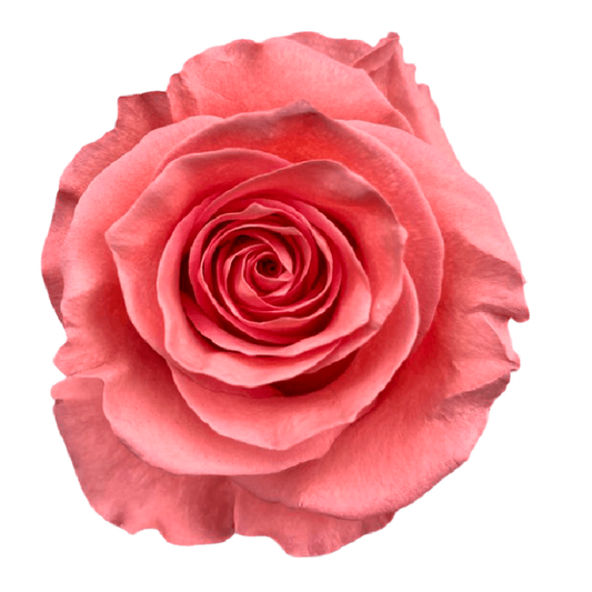 Tinted Coraline Roses