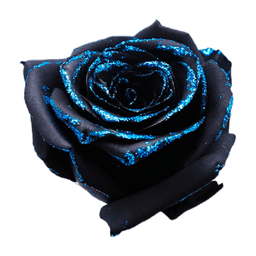 Tinted Cosmos Roses