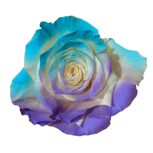 Tinted Cotton Cloud Roses