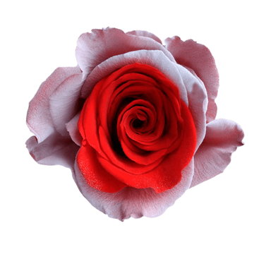 Tinted Cupid Roses