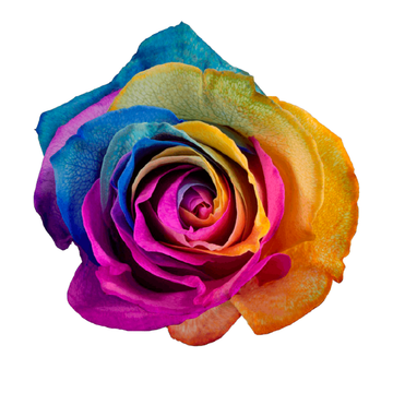 Tinted Dancing Joy Roses