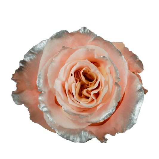 Tinted Dancing Sand Roses