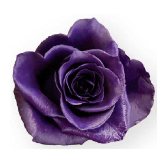 Tinted Dark Purple Gem Roses
