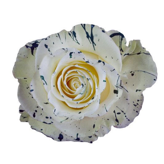 Tinted Dark Stars Roses