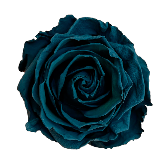 Tinted Dark Teal Roses