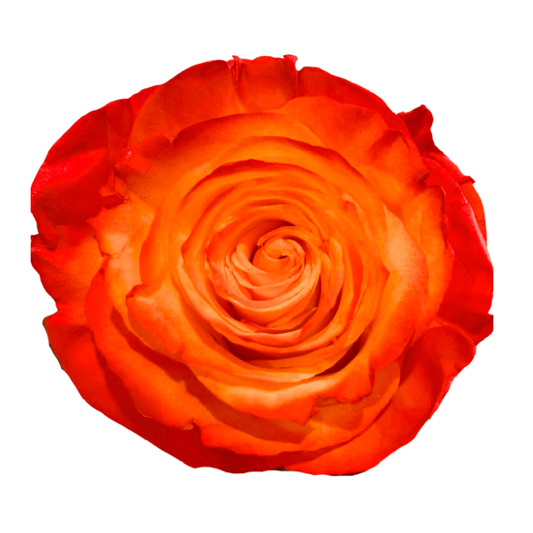 Tinted Dragon Flame Roses