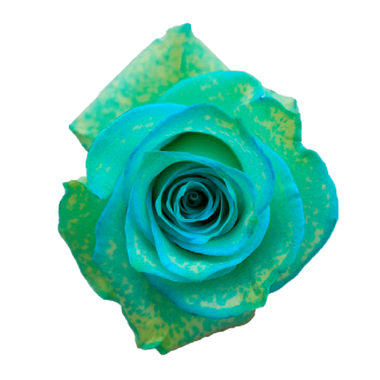 Tinted Dry Snow Roses