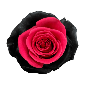 Tinted Eros Roses
