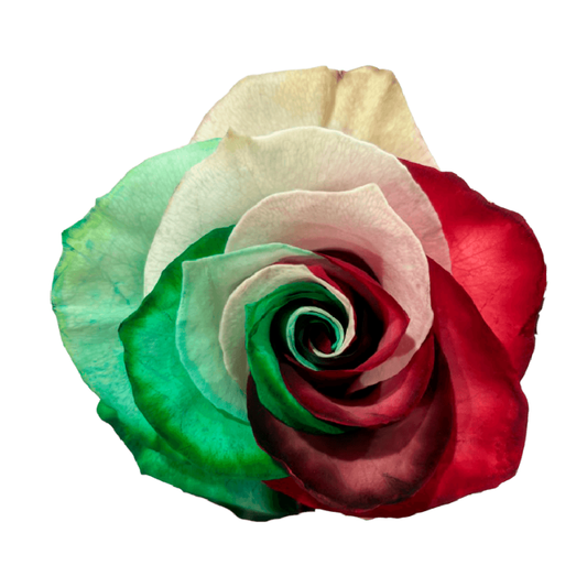 Tinted Eve Roses
