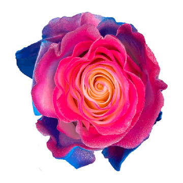 Tinted Fairy Queen Roses