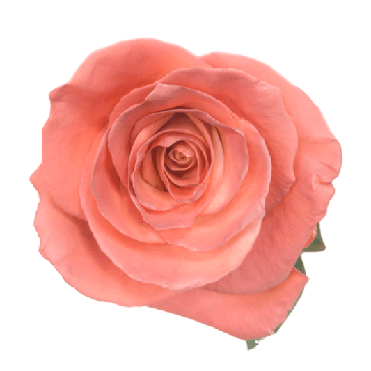 Tinted Fall Date Roses