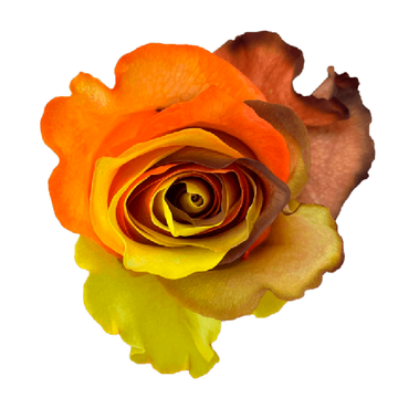 Tinted Fall Rainbow Roses