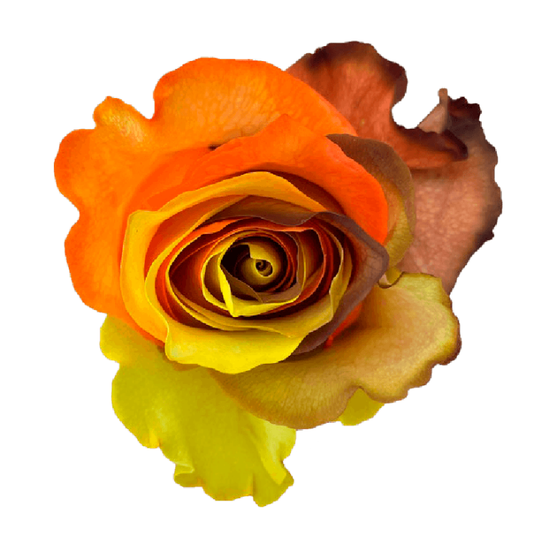 Tinted Fall Rainbow Roses