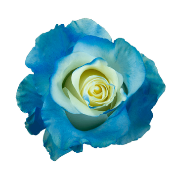 Tinted Fancy Blue Roses