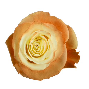 Tinted Fancy Brown Roses