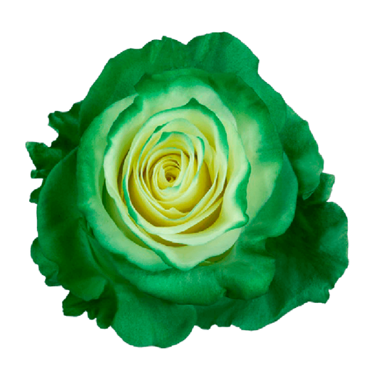 Tinted Fancy Green Roses