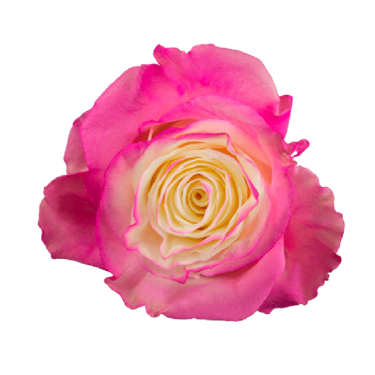 Tinted Fancy Hot Pink Roses