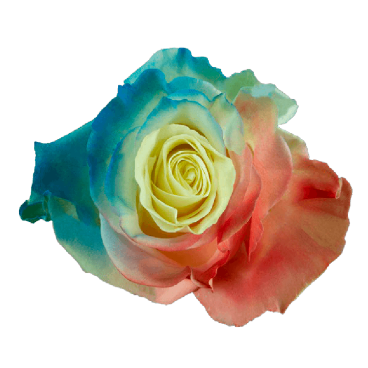 Fancy Independence Tinted Roses in Bulk | Fresh Cut Roses for Events ...
