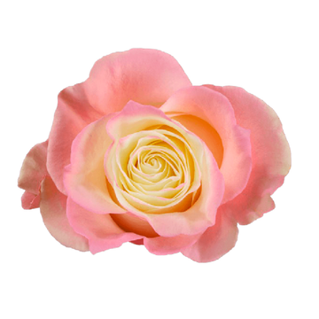 Tinted Fancy Pink Roses