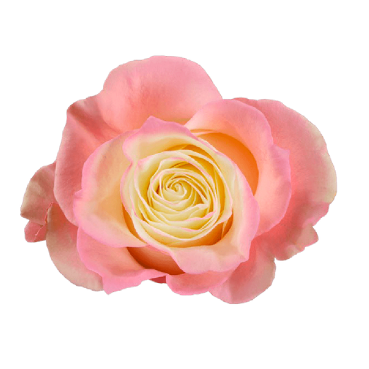 Tinted Fancy Pink Roses