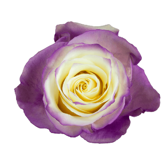 Tinted Fancy Purple Roses