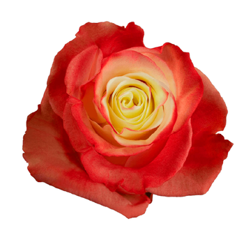 Tinted Fancy Red Roses