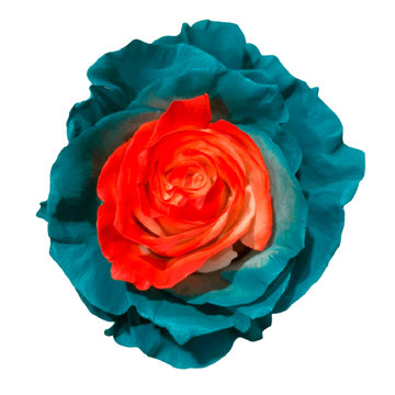 Tinted Fiji Roses