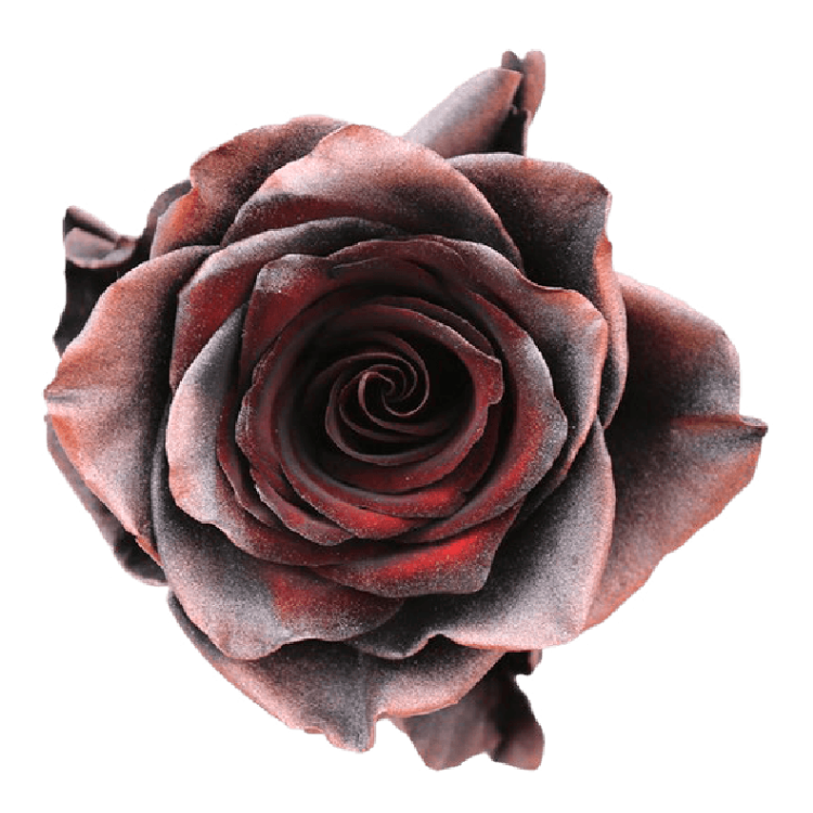 Fireland Tinted Roses in Bulk | Fresh Cut Roses for Events ...